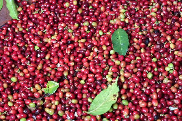 Paveiksliukas Raw quality Arabica coffee beans +256790560642 with Robusta for sale Morocco Saudi Arabia UAE