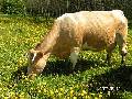 perka raguocius: karves, bulius ir telycias skelbimai